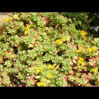 Sedum Compressum (fam. Crassulacees) (1)